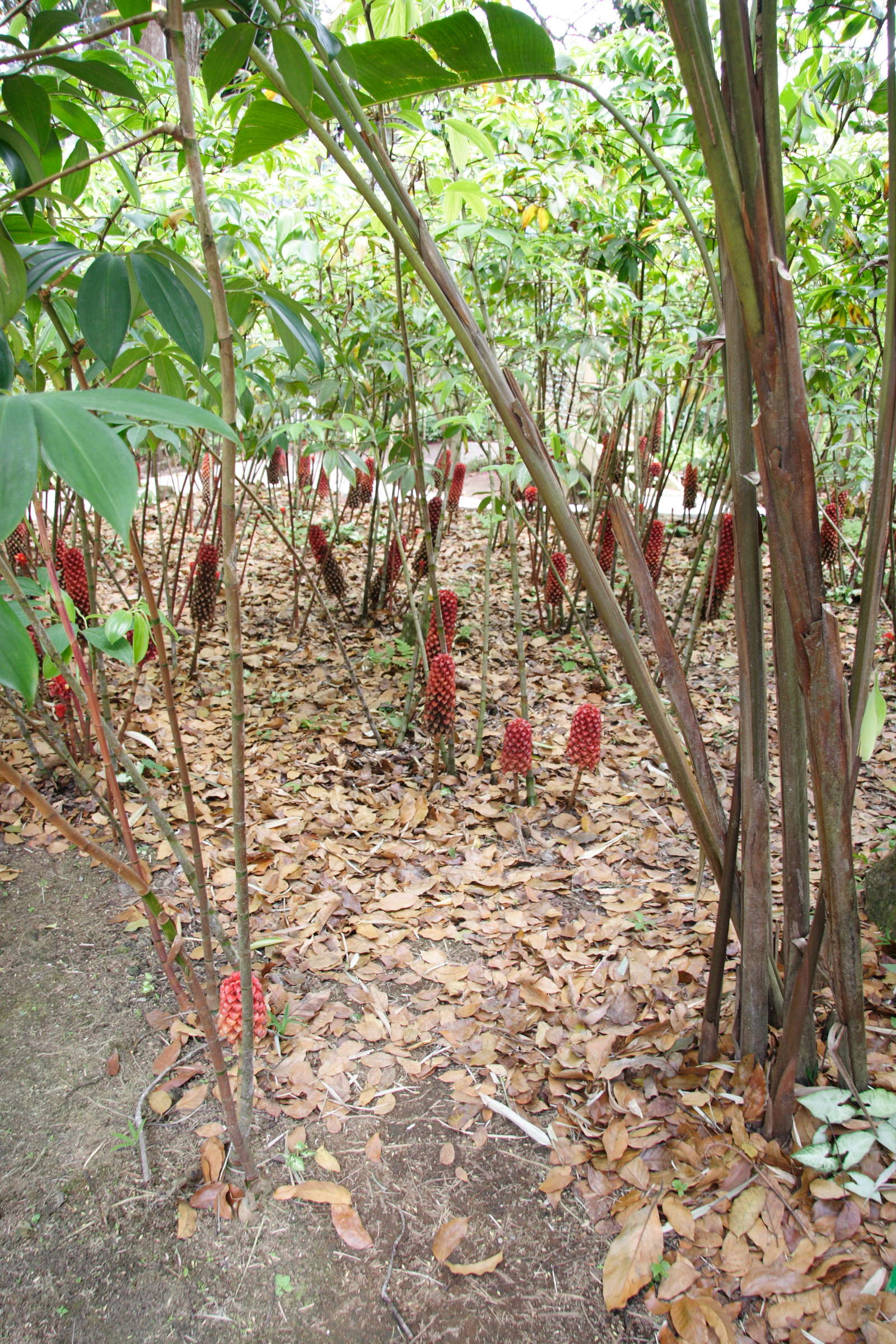 Tapeinocheilos_ananassae