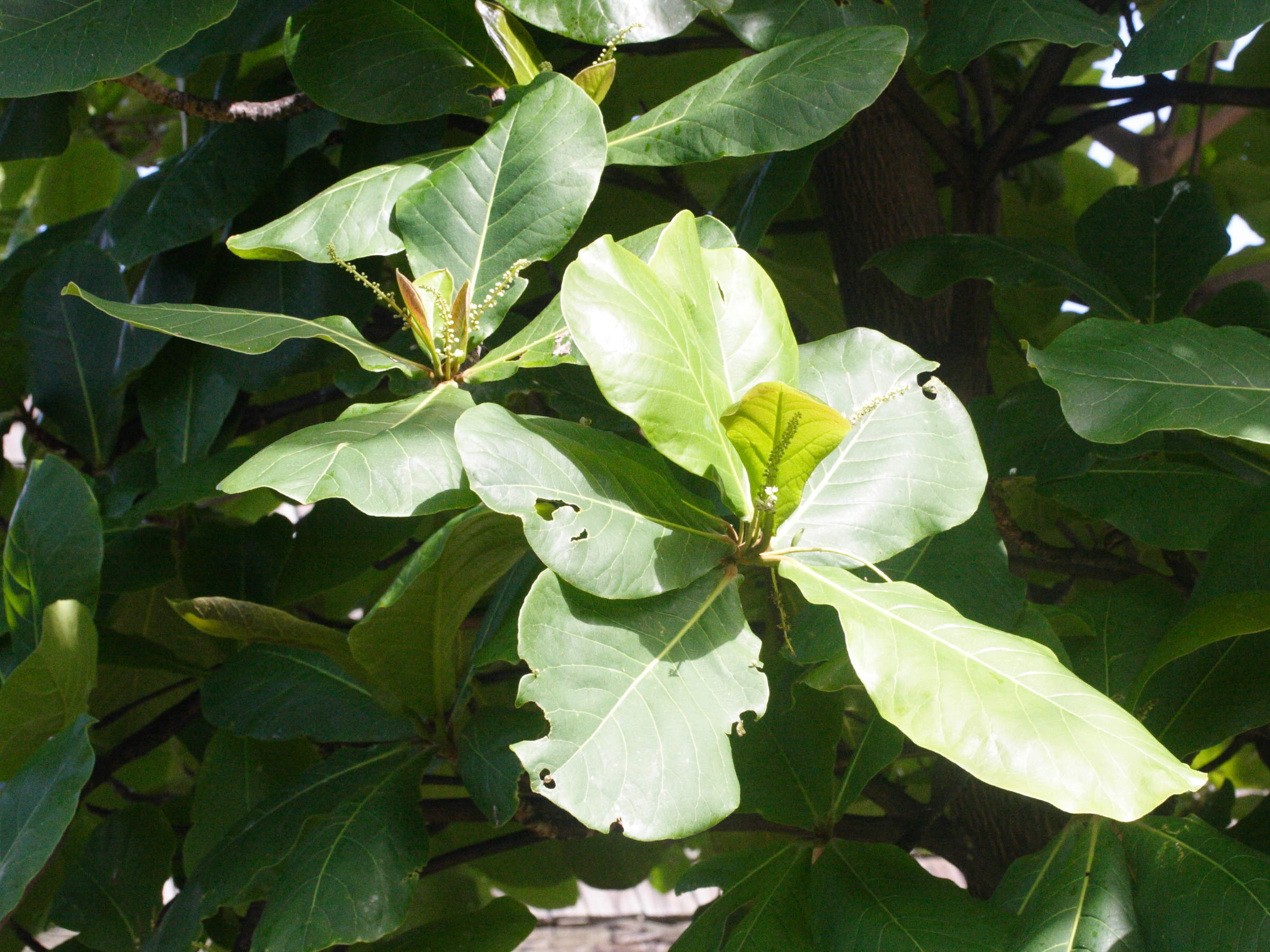 terminalia_catappa2md