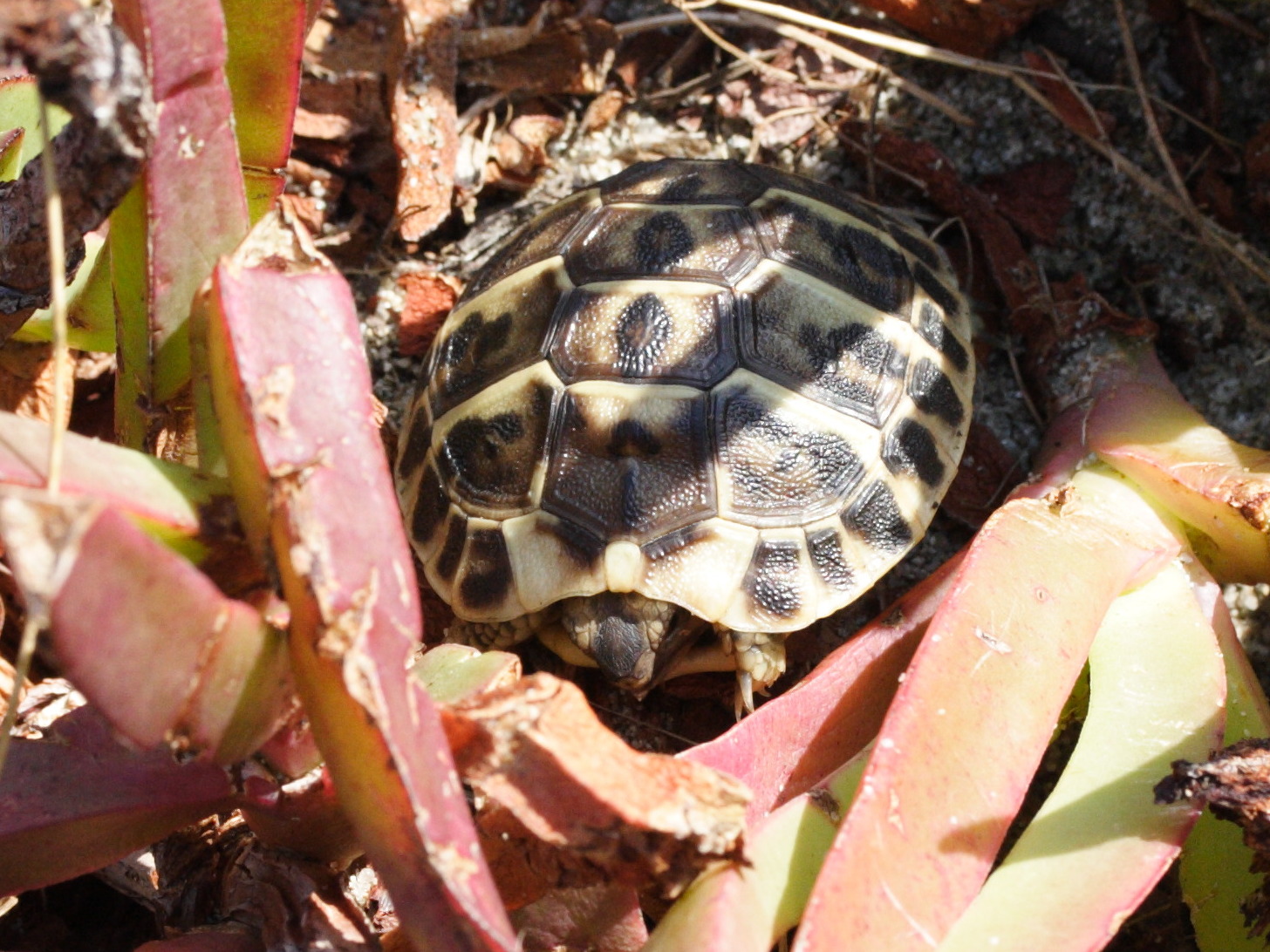 testudo_hermanni3md