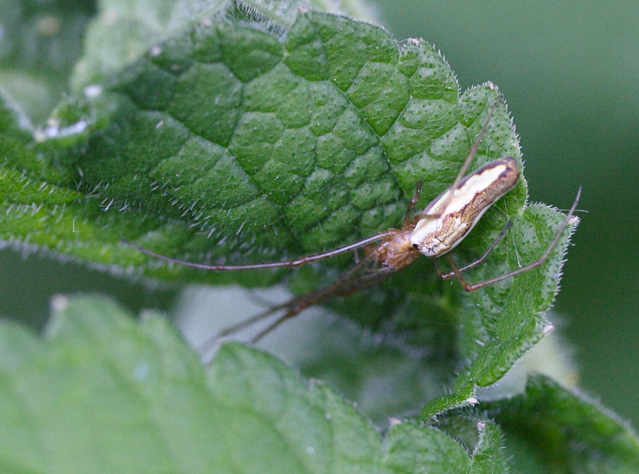 Afficher le média tetragnatha_extensa1md tetragnatha_extensa1md