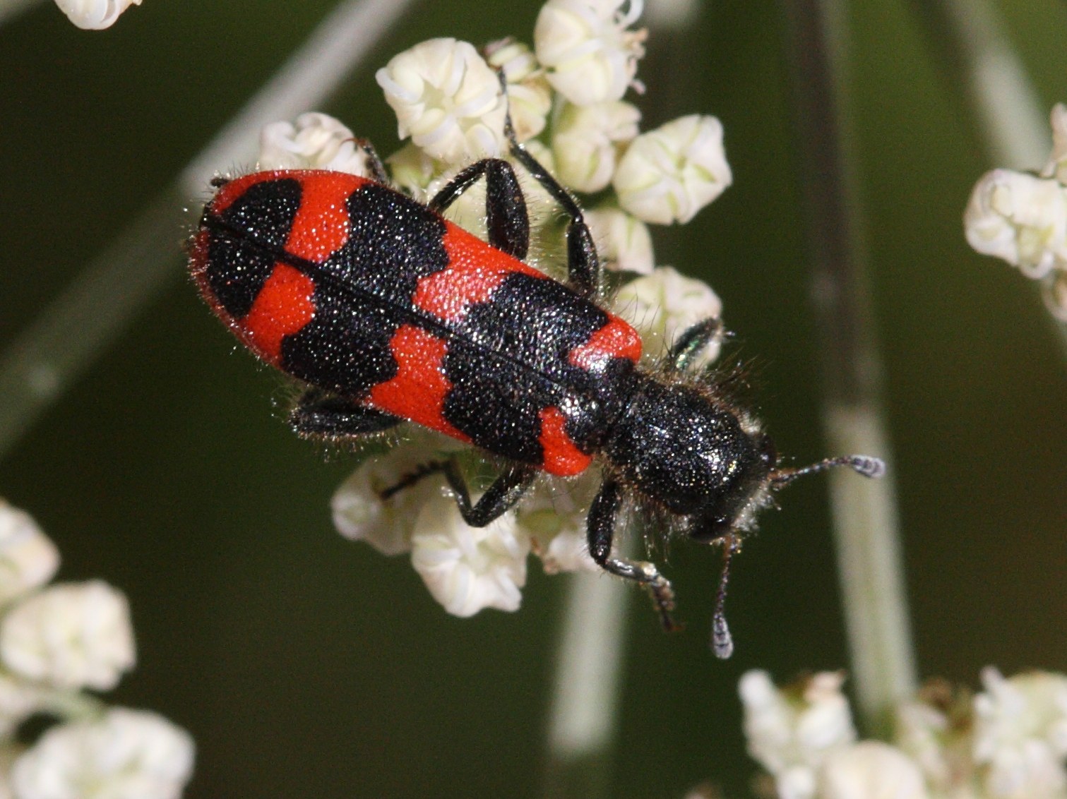 trichodes_alvearius3md