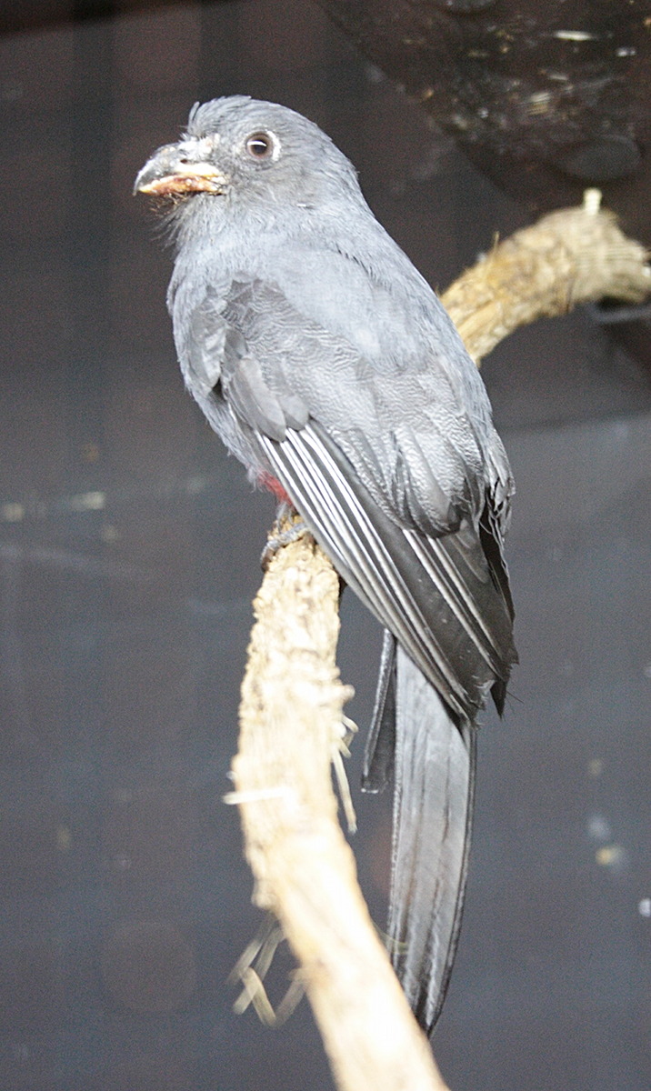 trogon_a_queue_noire_-_trogon_melanurus_swainsonii3md
