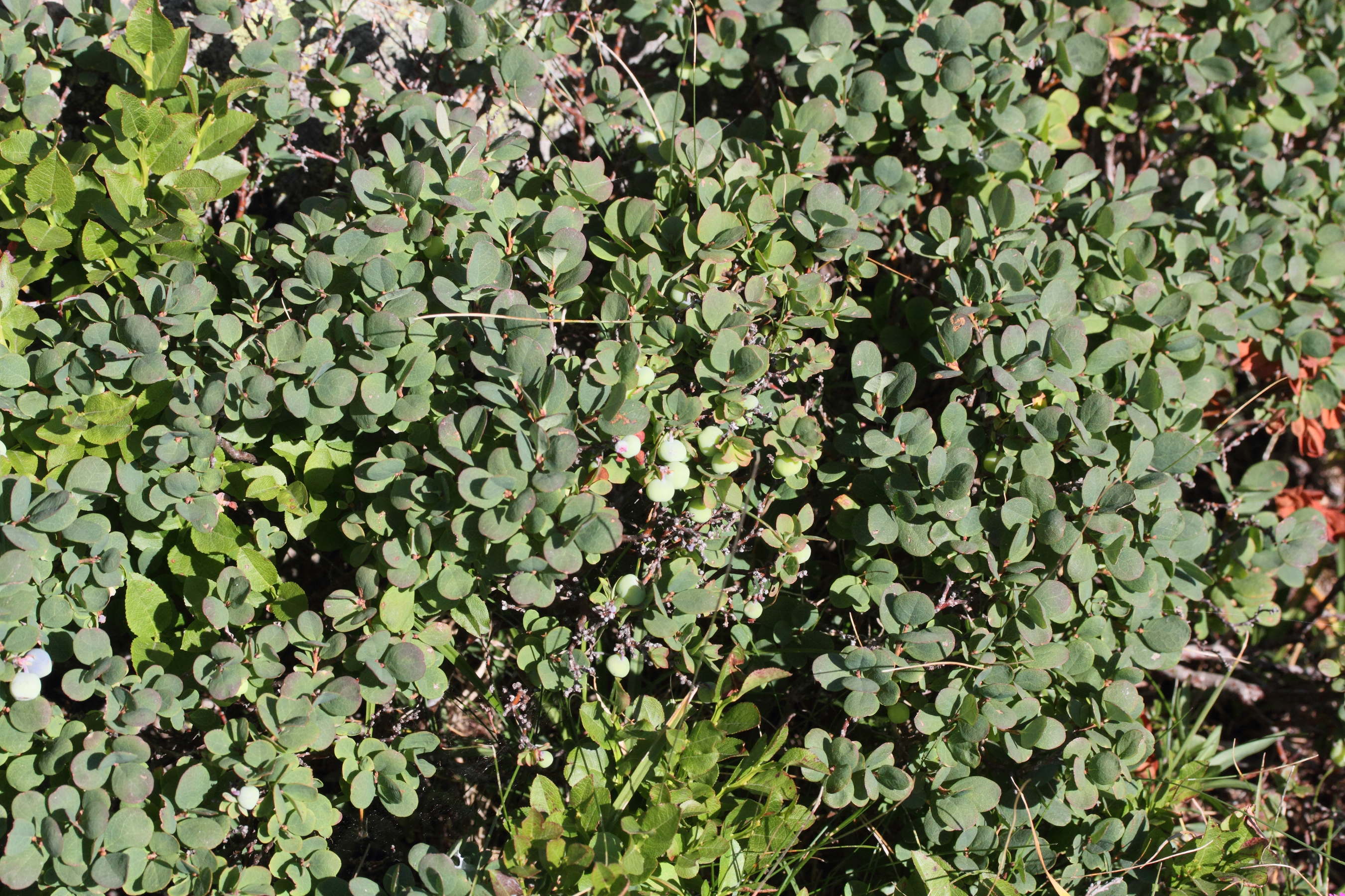 Afficher le média vaccinium_uliginosum1md vaccinium_uliginosum1md