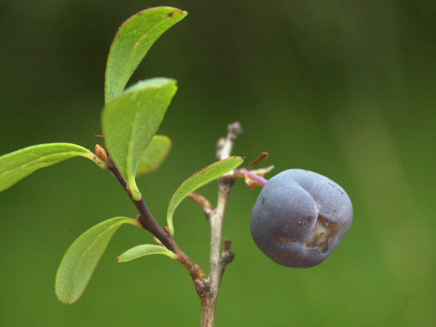 Afficher le média vaccinium_uliginosum3md vaccinium_uliginosum3md