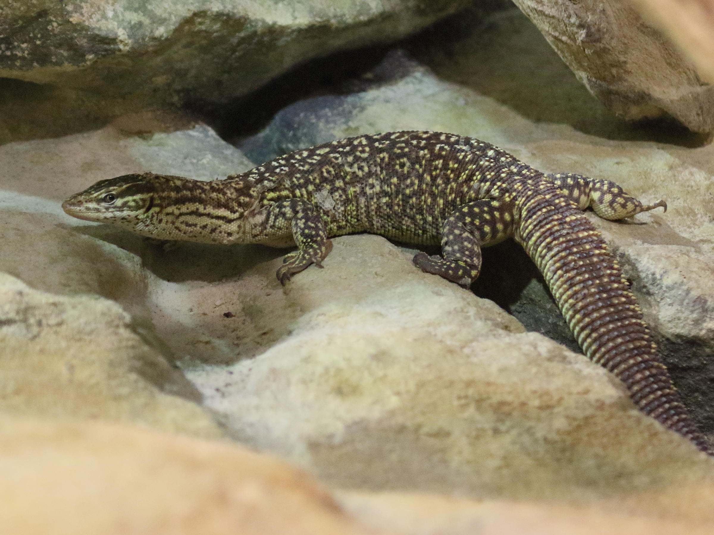 varanus_acanthurus2bd