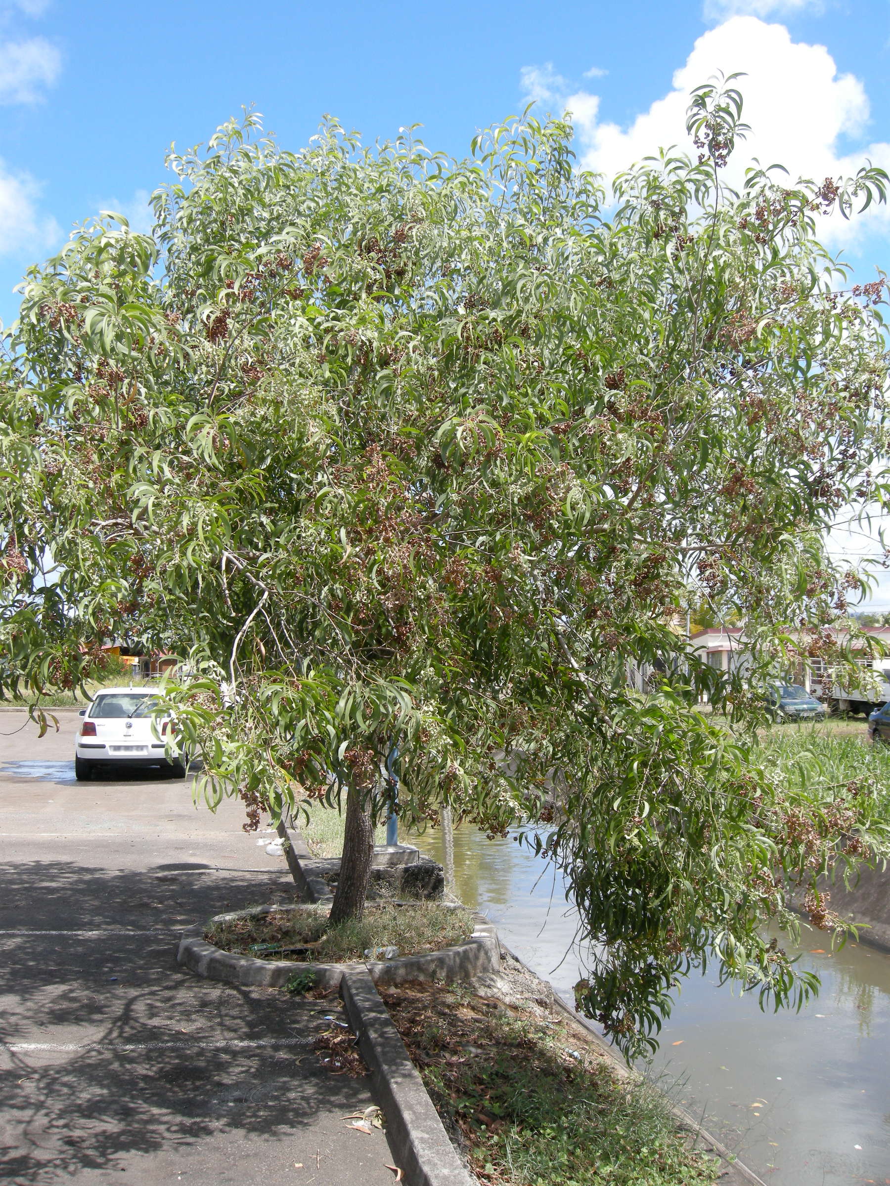 acacia_auriculiformis1md