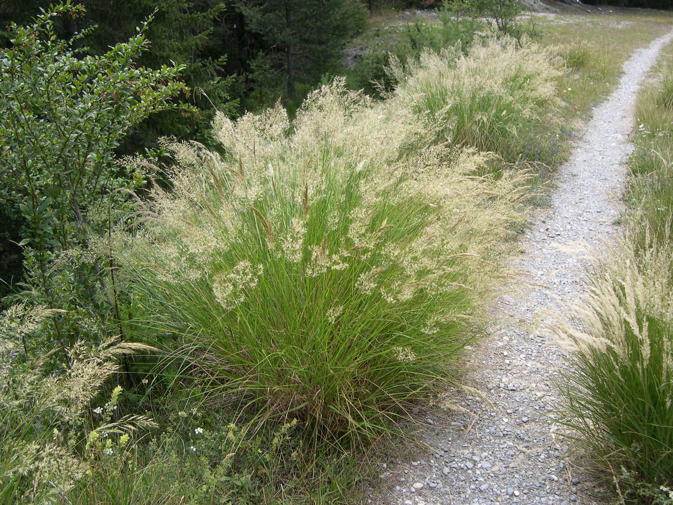 achnatherum_calamagrostis1md