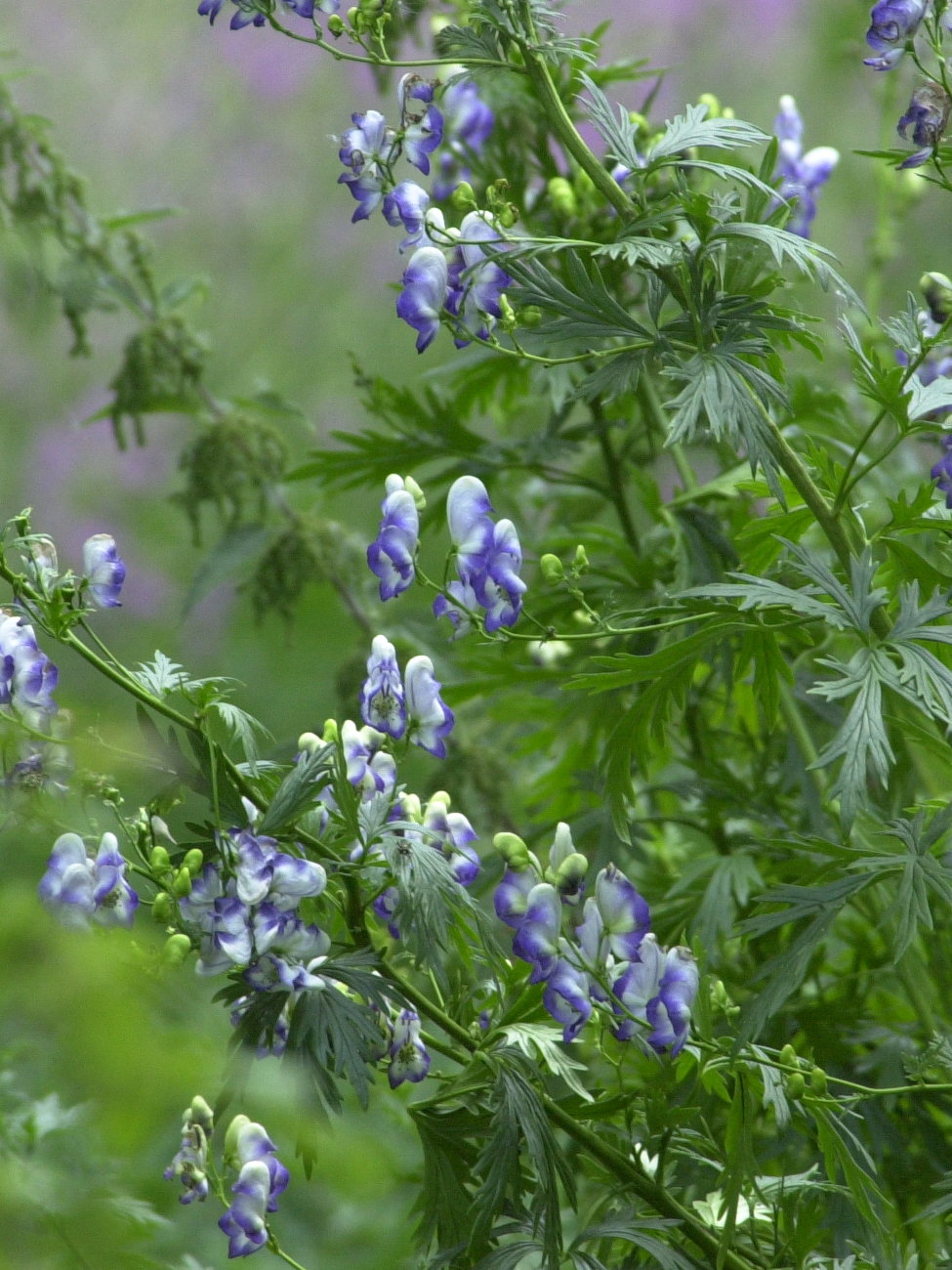 Afficher le média aconitum_napellus8md aconitum_napellus8md
