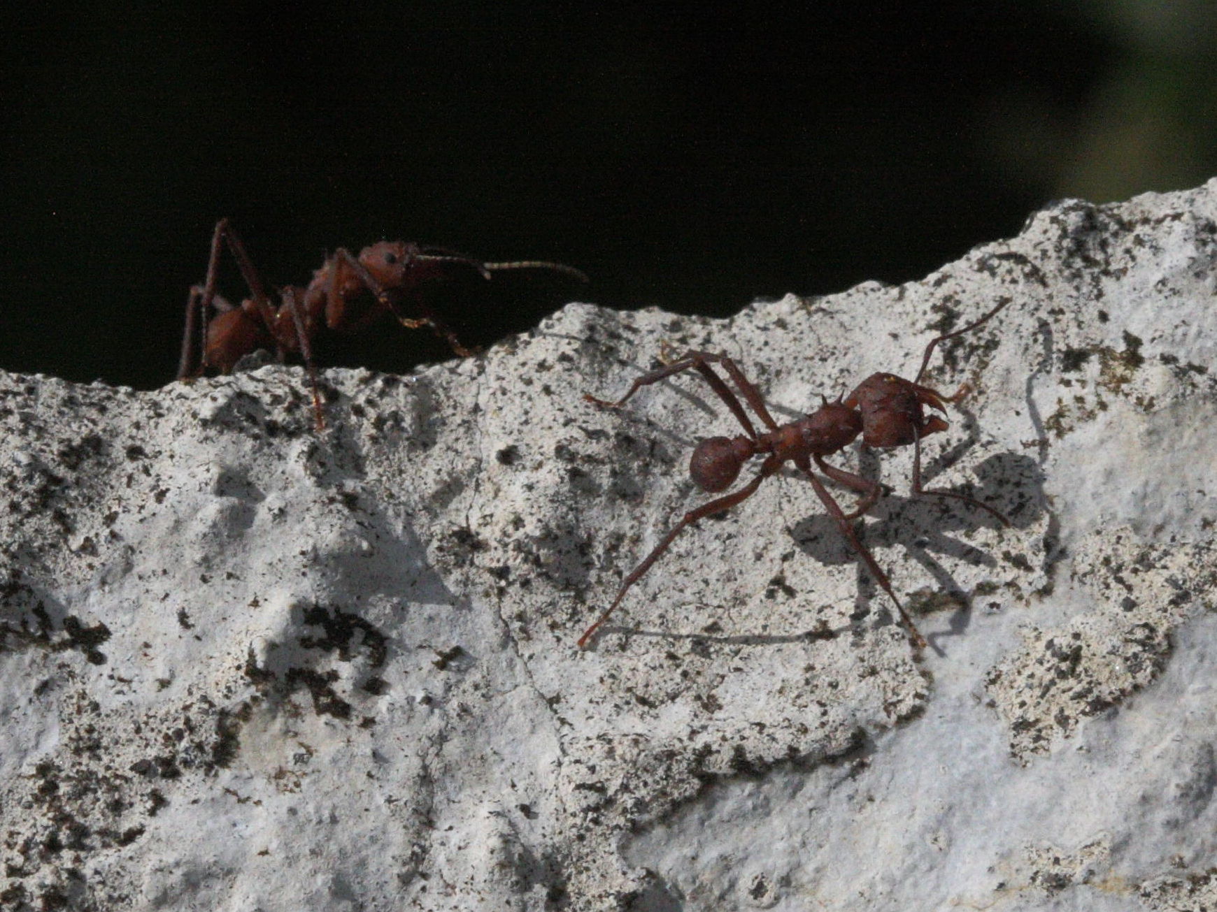 acromyrmex_octospinosus5md