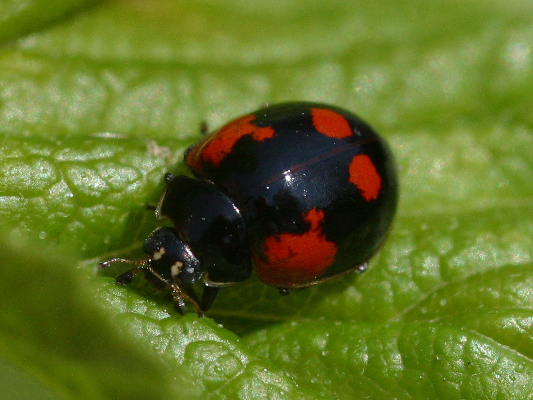 adalia_bipunctata2bmd