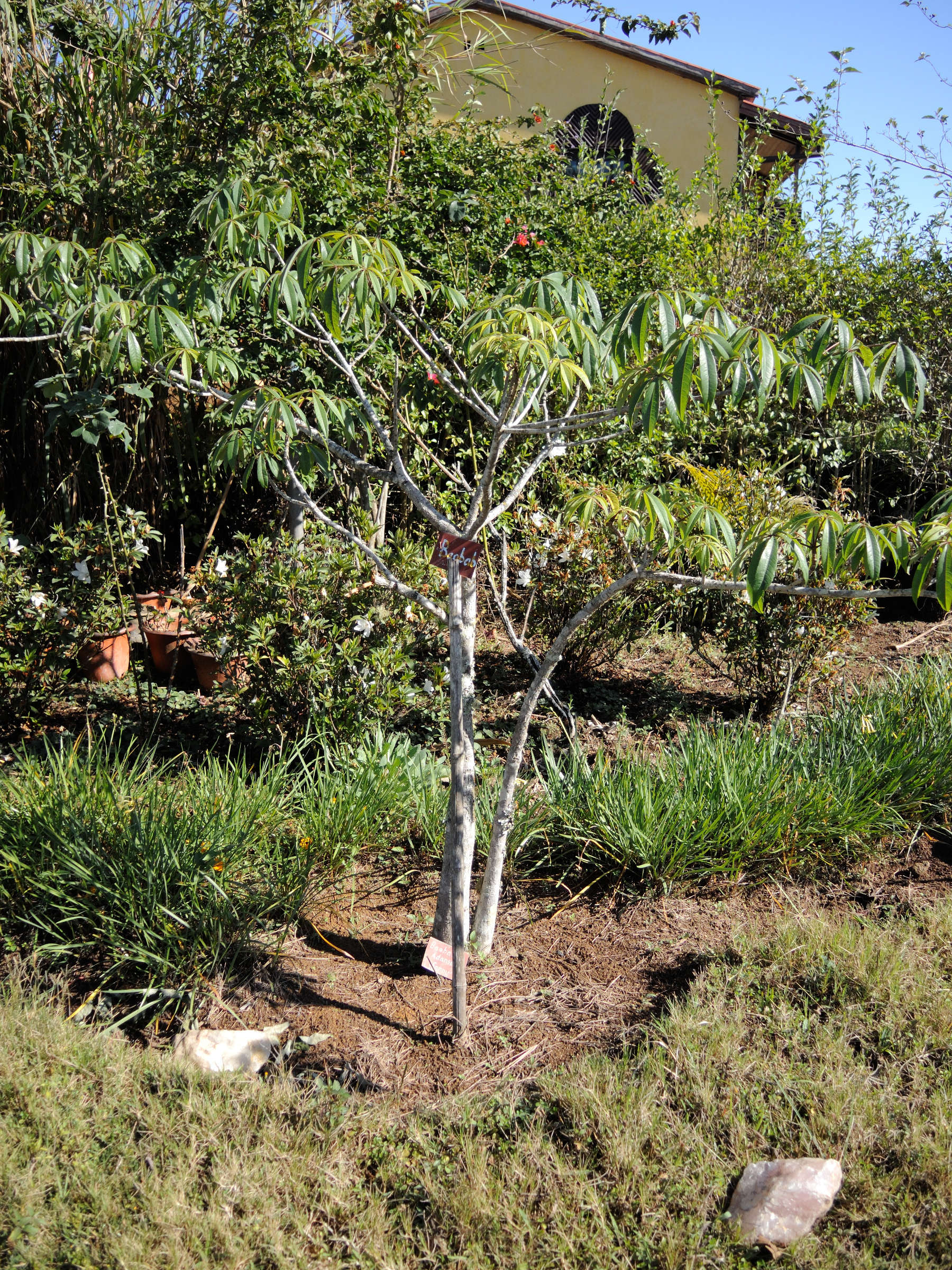 adansonia_rubrostipa3md