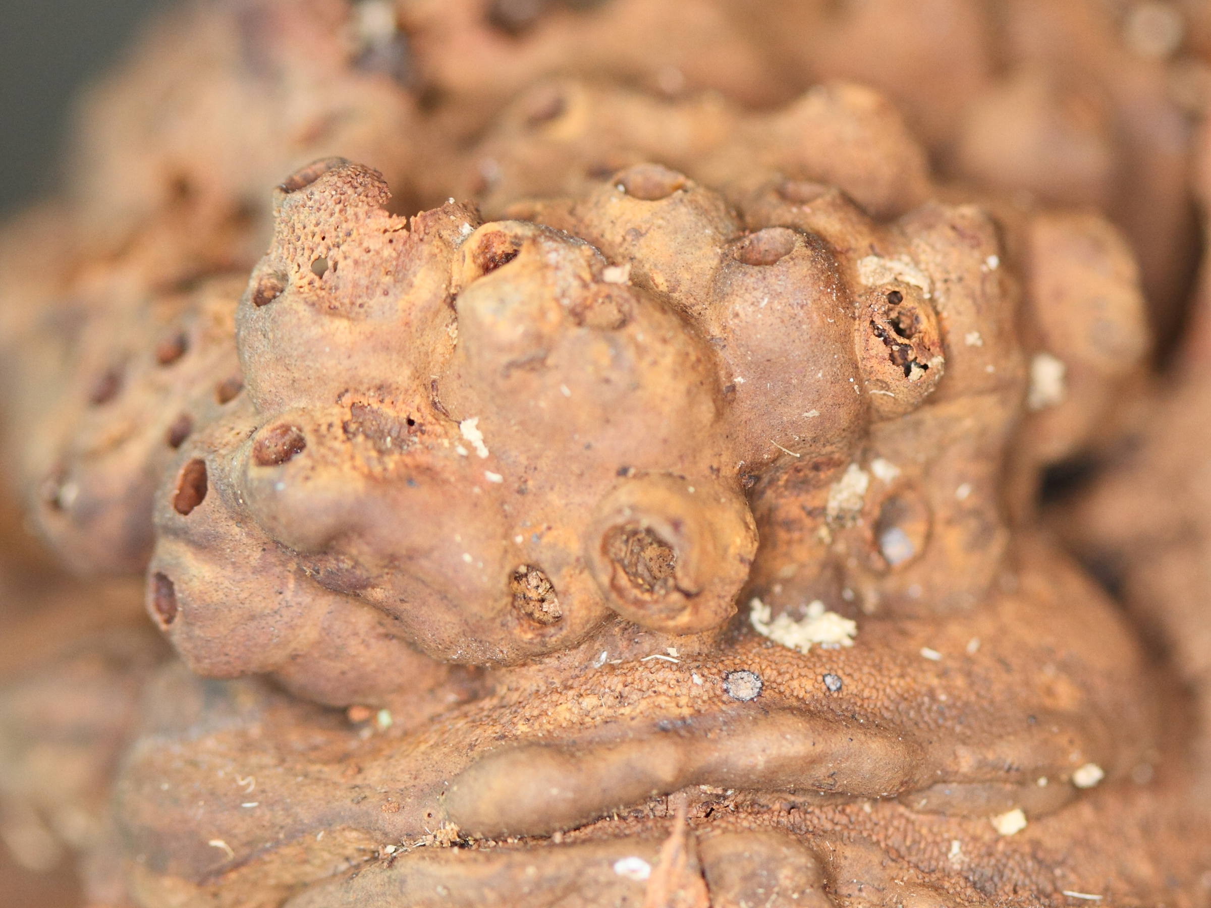 Afficher le média agathomyia_wankowiczii_galle2md agathomyia_wankowiczii_galle2md