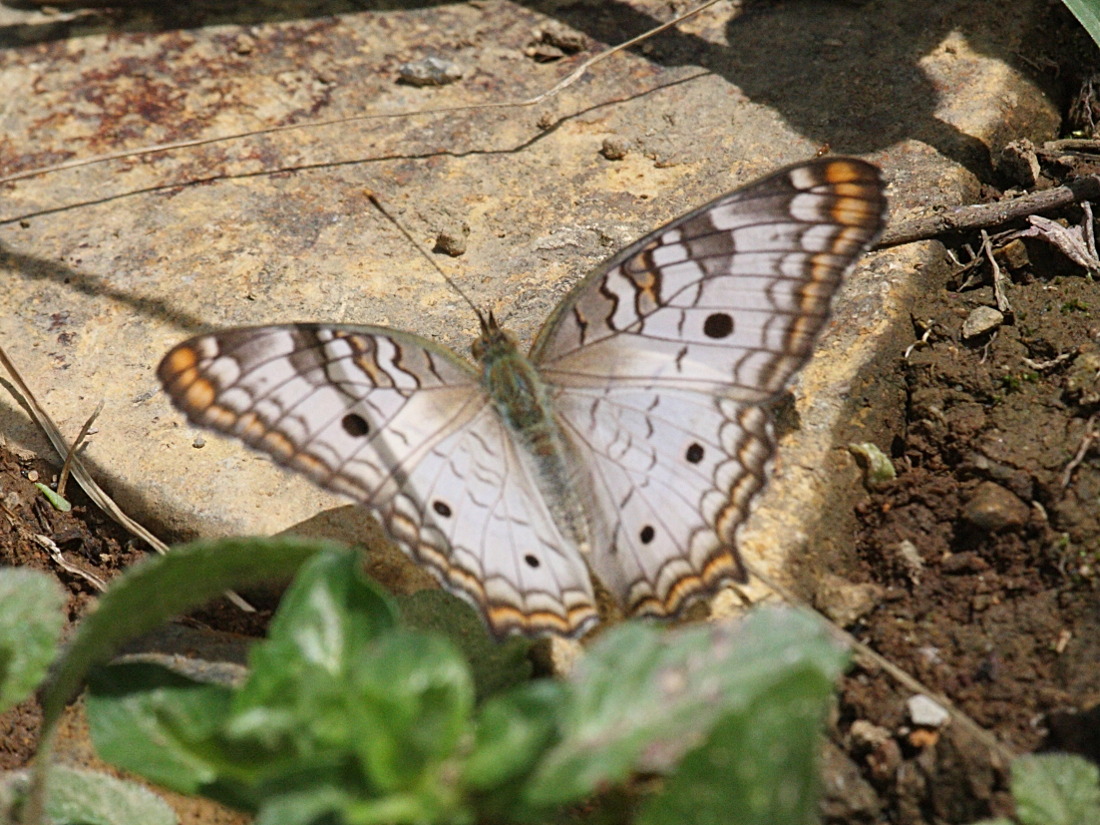 Anartia_jatrophae ssp. jatrophae