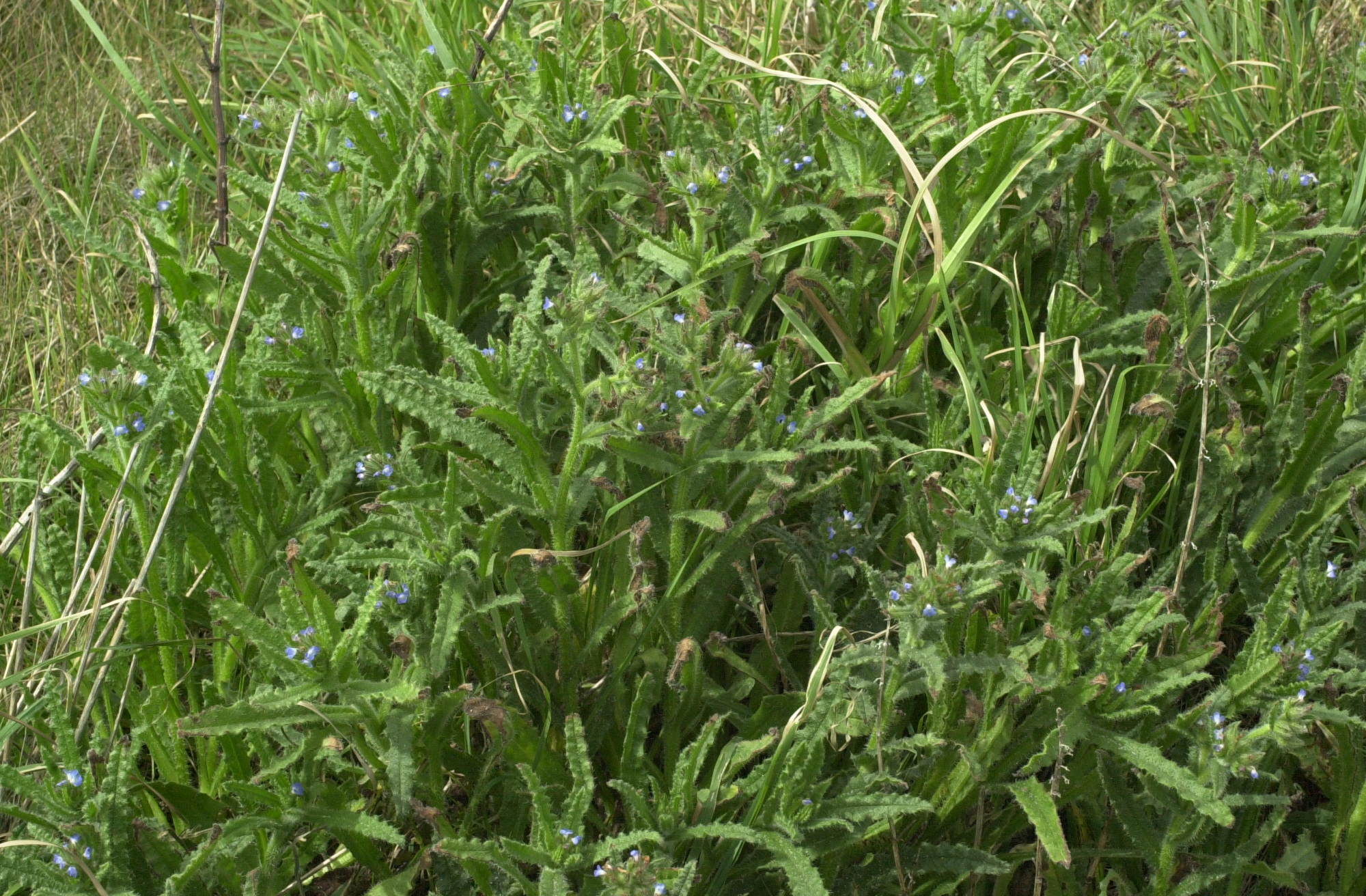 Afficher le média Anchusa_arvensis Anchusa_arvensis