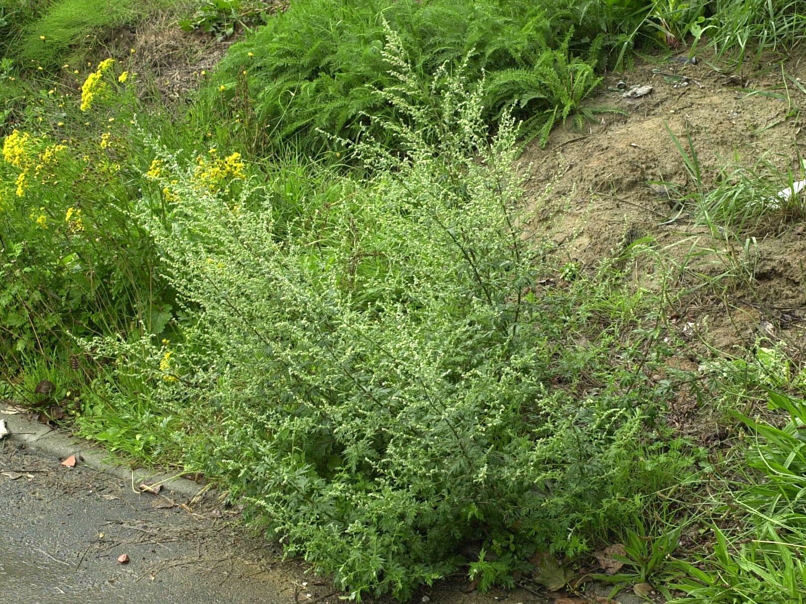 Afficher le média artemisia_vulgaris1amd artemisia_vulgaris1amd
