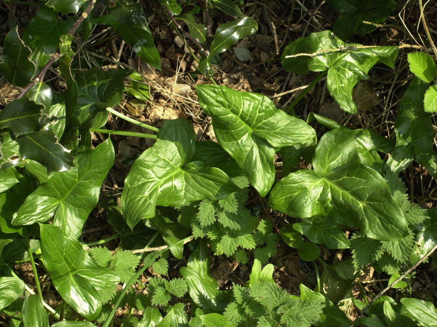 arum_italicum1amd