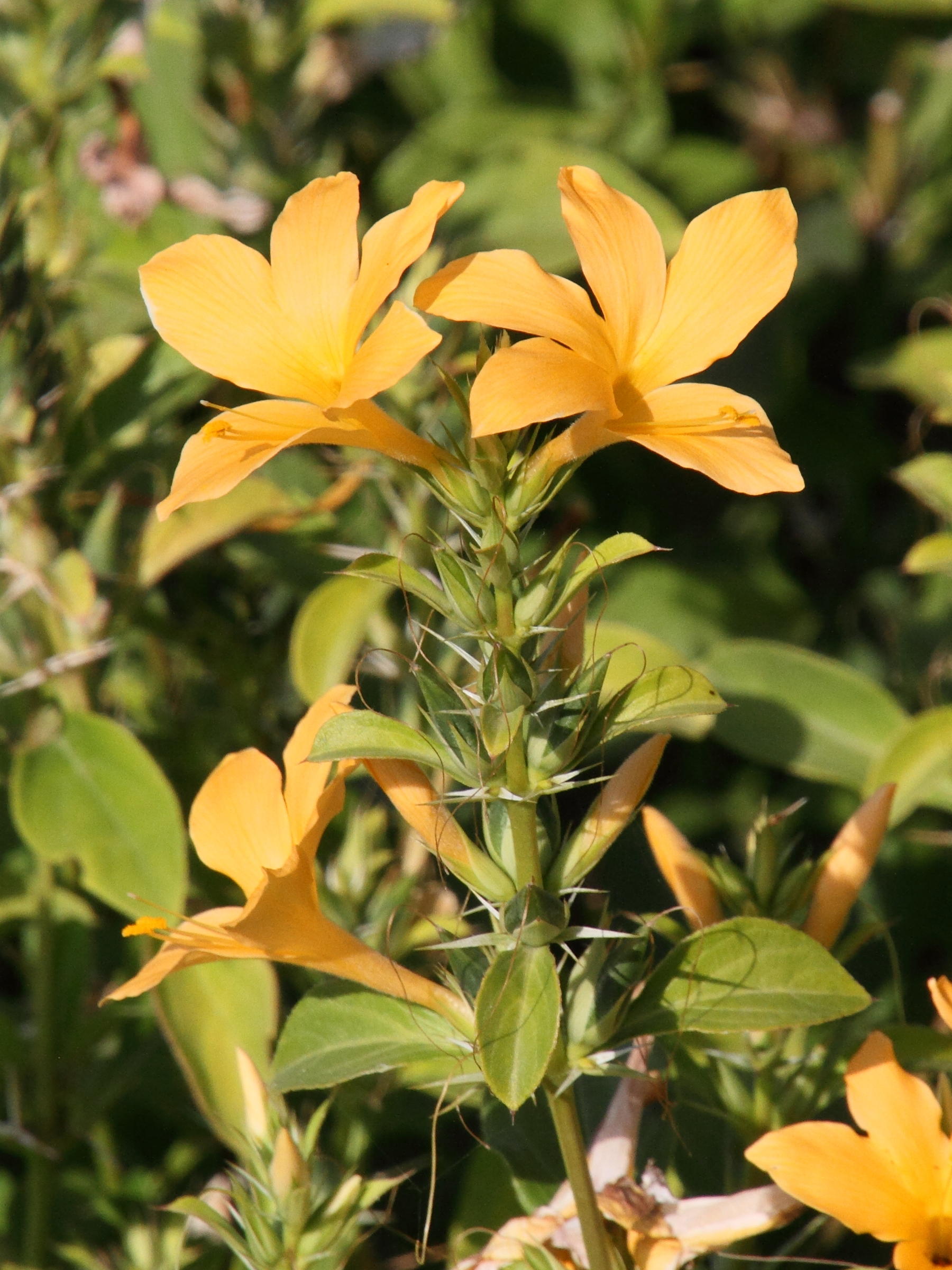 barleria_prionitis1md