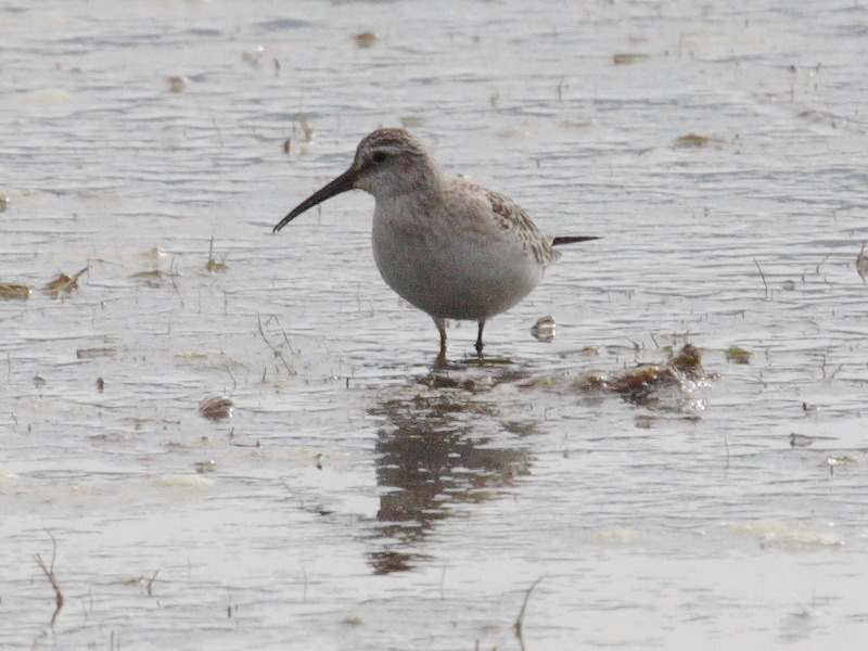 becasseau_cocorli_-_calidris_ferruginea2bd