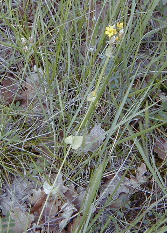 Afficher le média blackstonia_perfoliata1amd blackstonia_perfoliata1amd