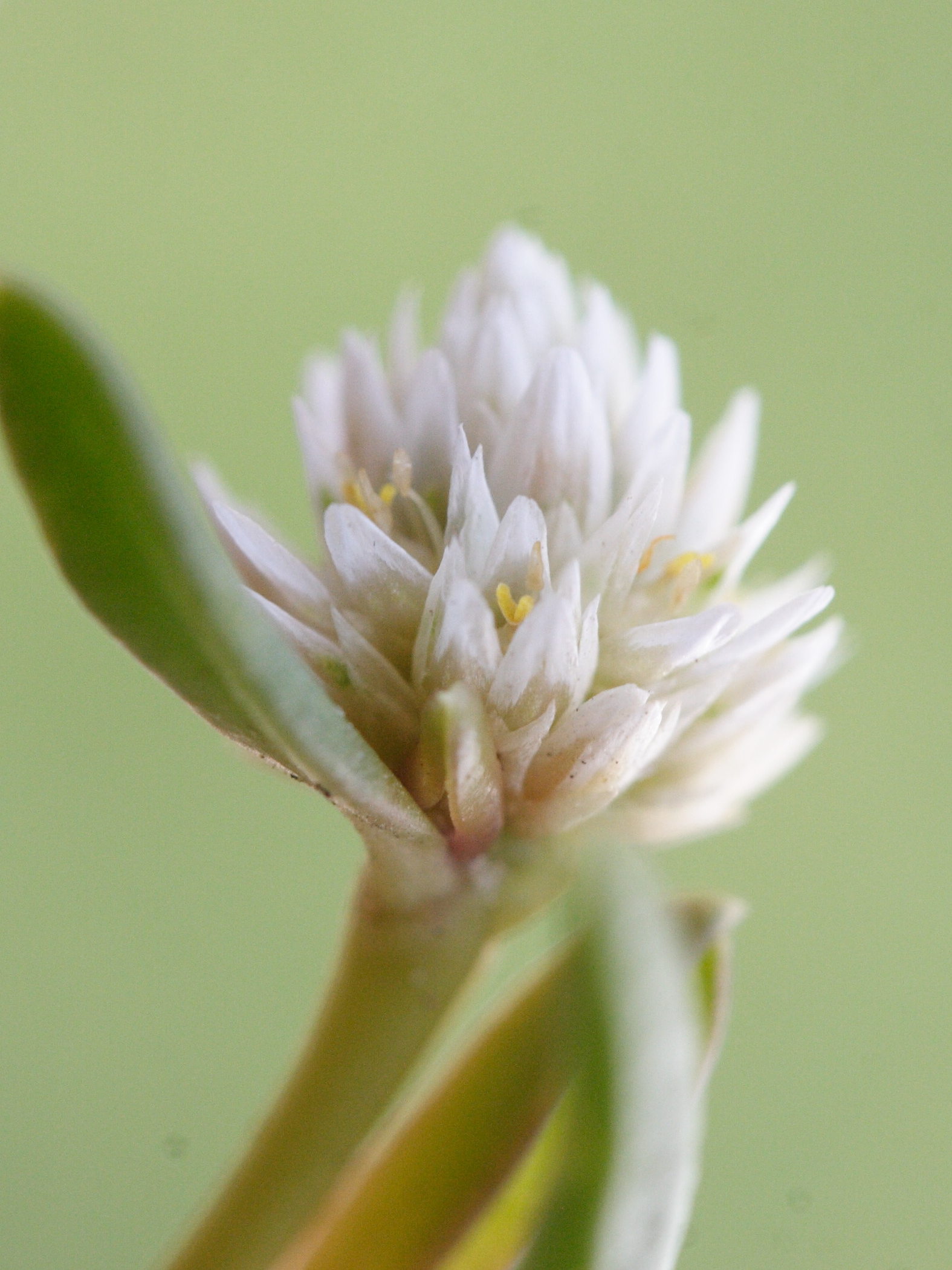 blutaparon_vermiculare5md