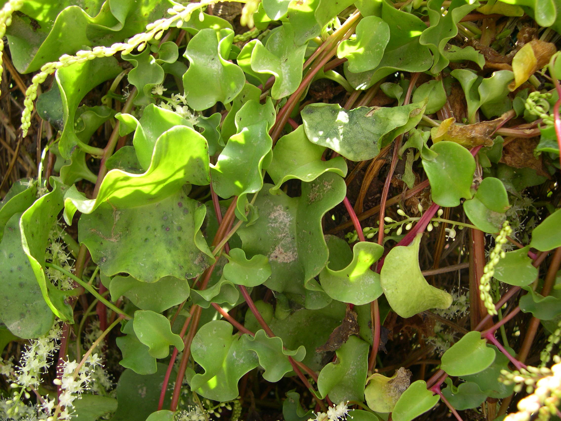 Boussingaultia_cordifolia