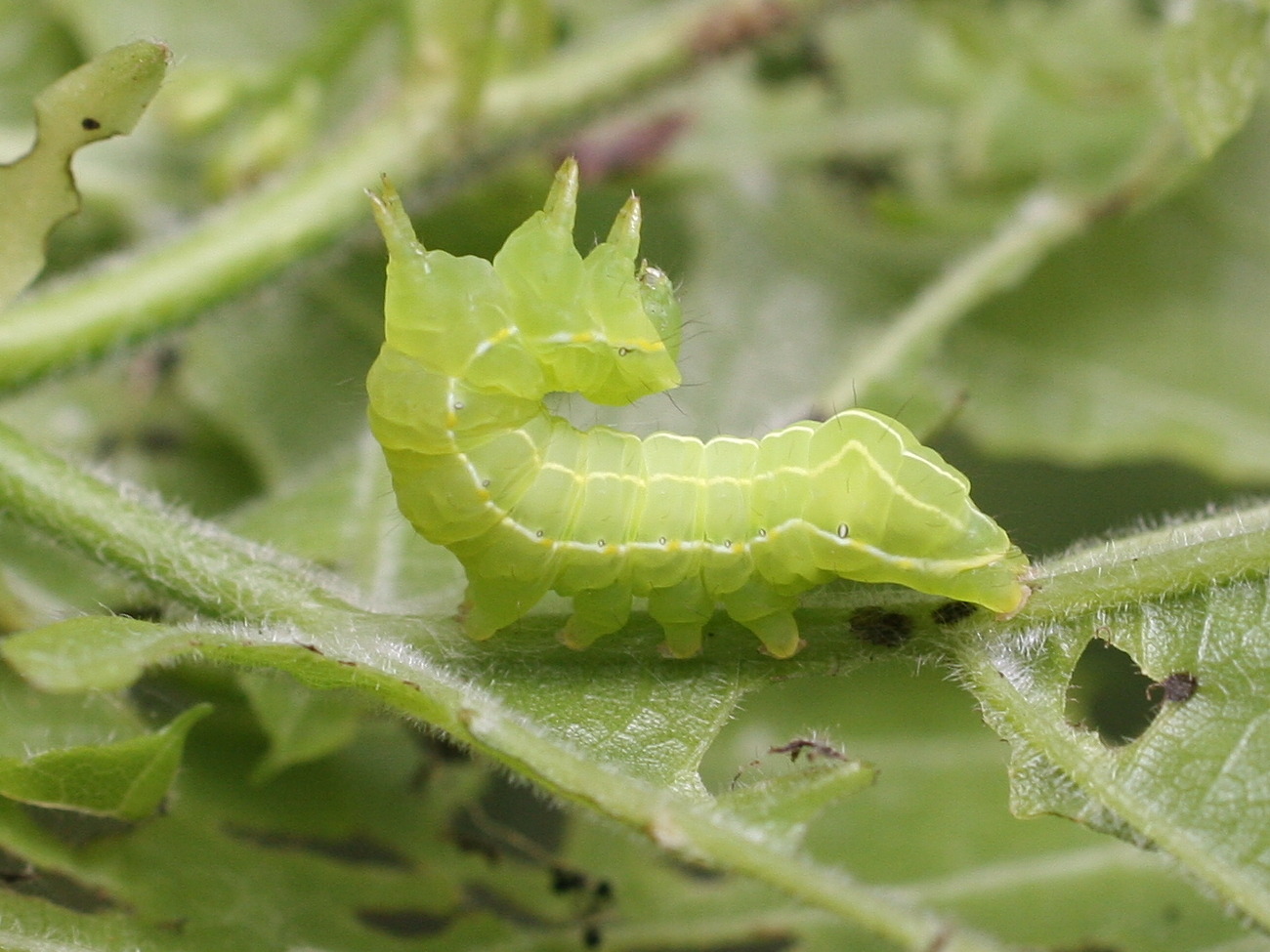 brachionycha_sphinx_ch4md