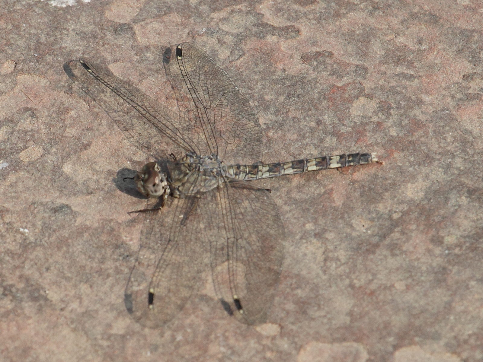 bradynopyga_geminata2bd