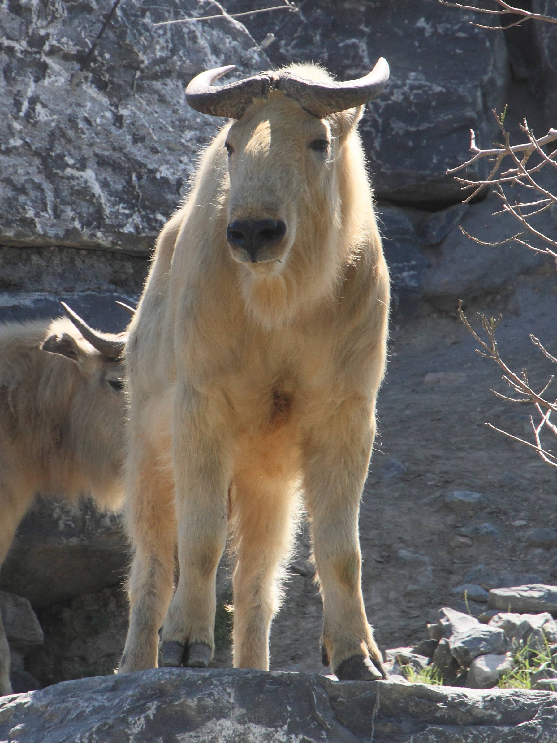 budorcas_taxicolor_bedfordi3md