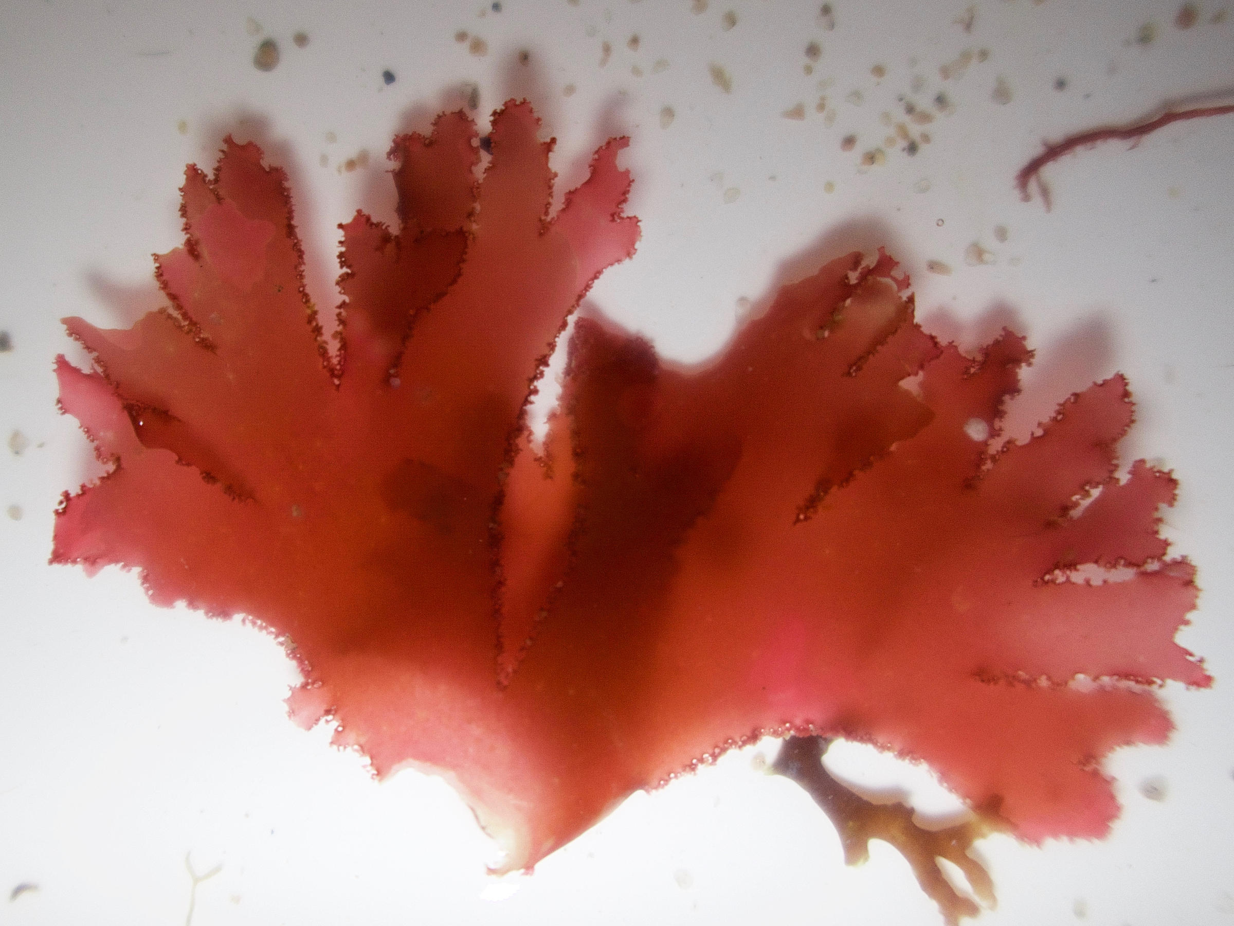 callophyllis_laciniata1md