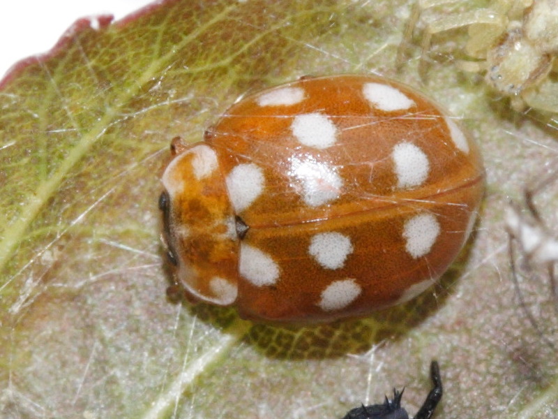 calvia_quatuordecimguttata2md