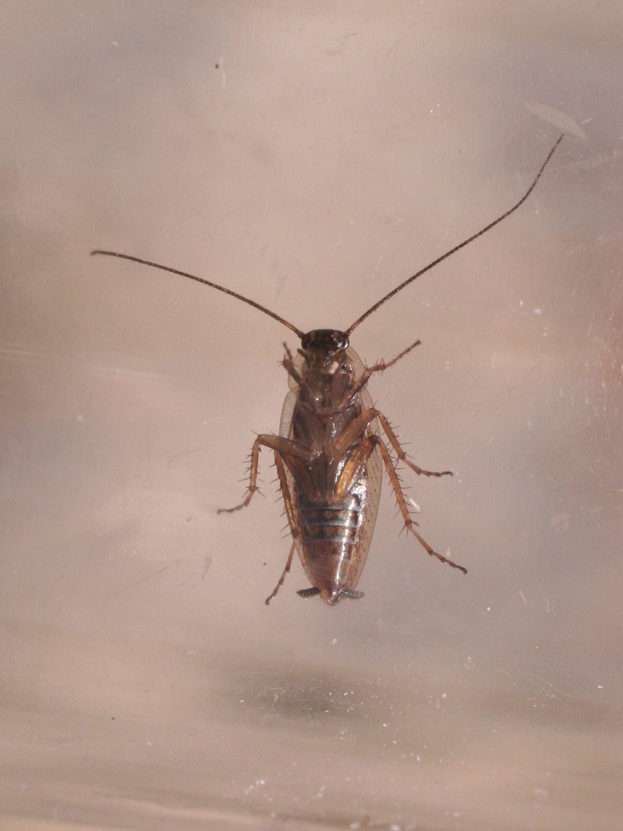 Afficher le média capraiellus_panzeri capraiellus_panzeri