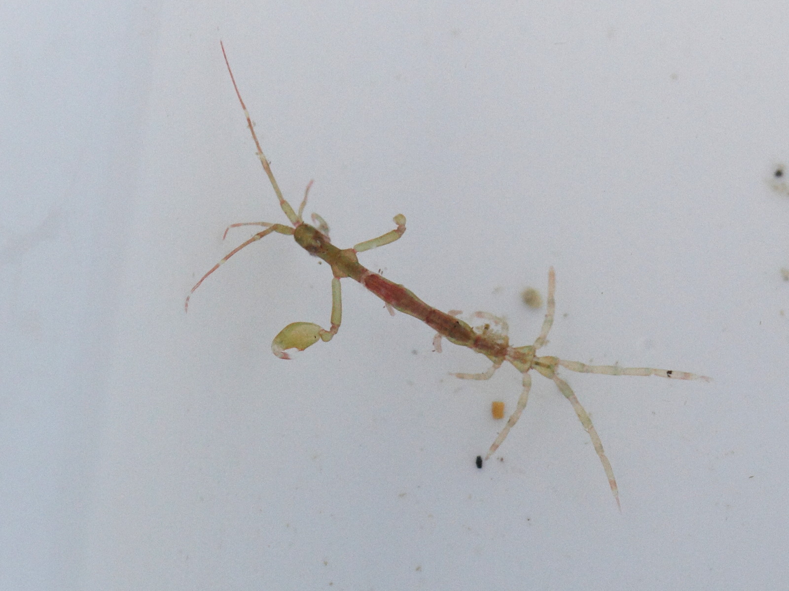 caprella_linearis2md