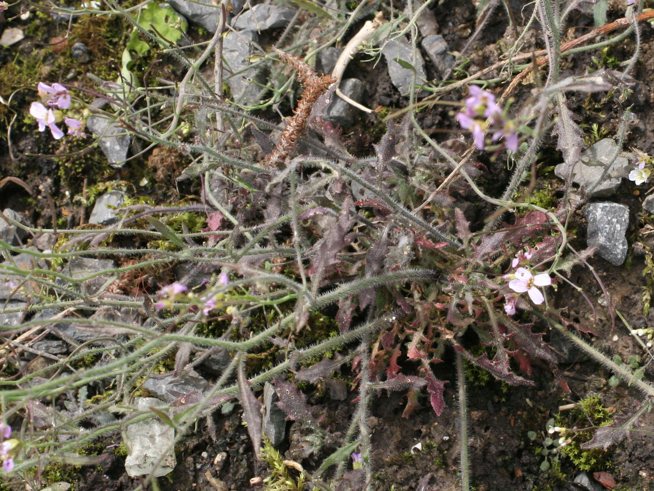 Afficher le média cardaminopsis_arenosa3md cardaminopsis_arenosa3md