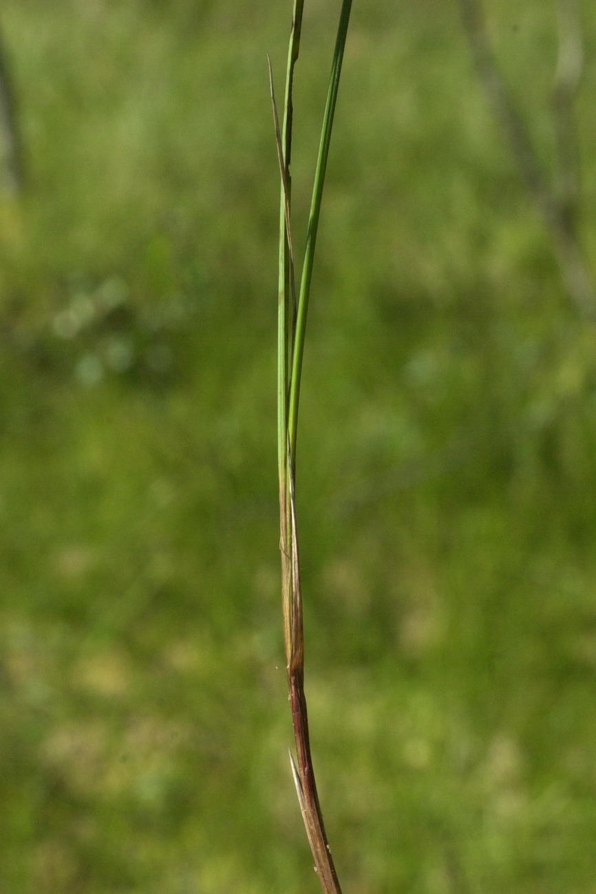 carex_limosa1bmd