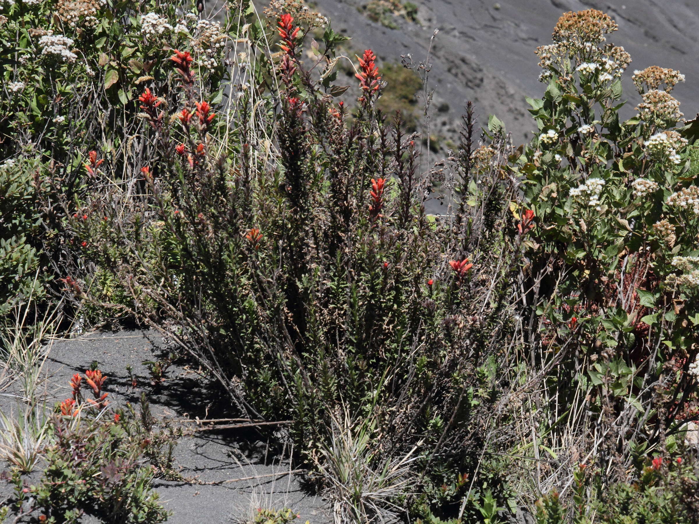 Afficher le média castilleja_irasuensis1md castilleja_irasuensis1md