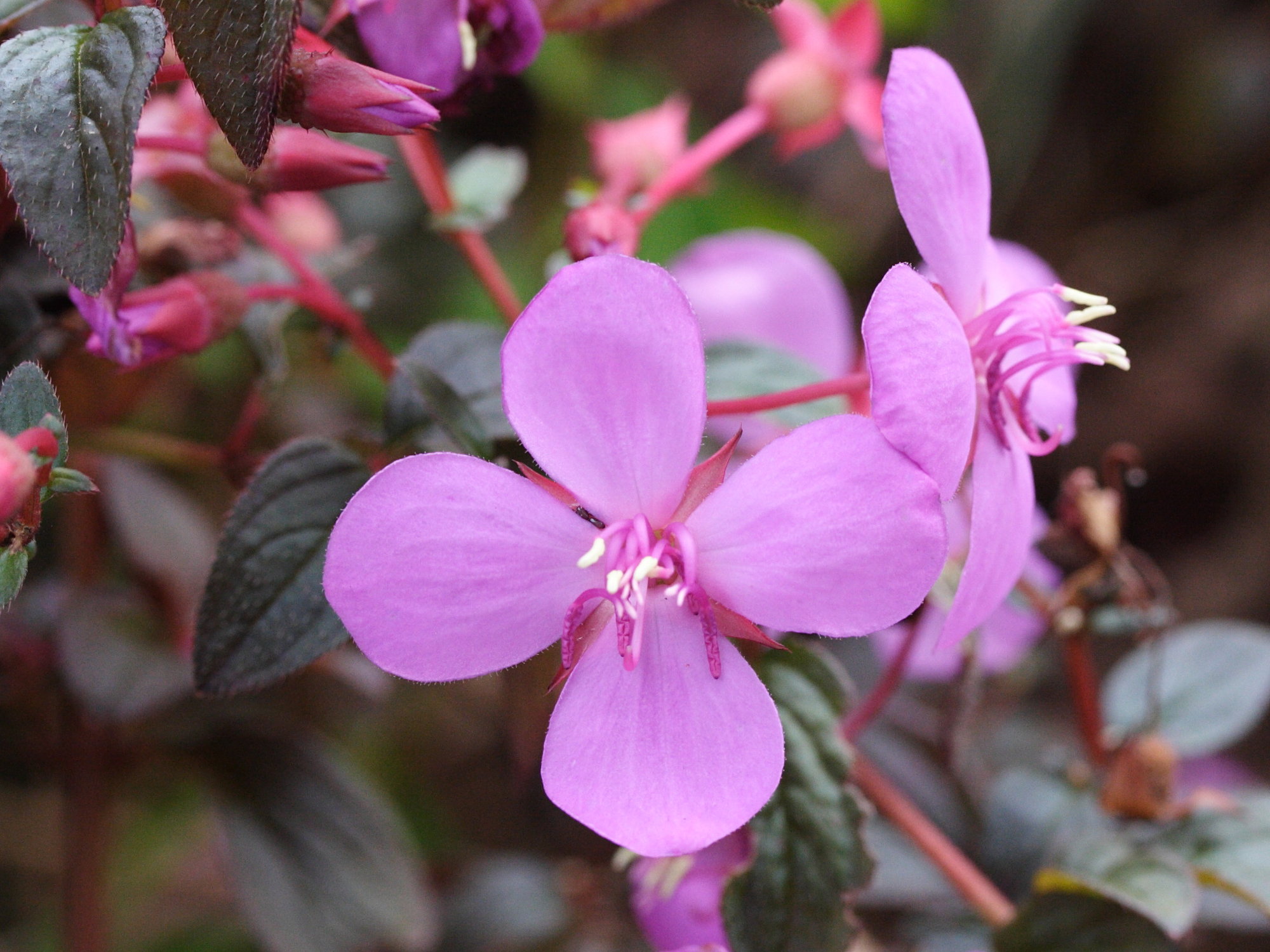 centradenia_floribunda1md