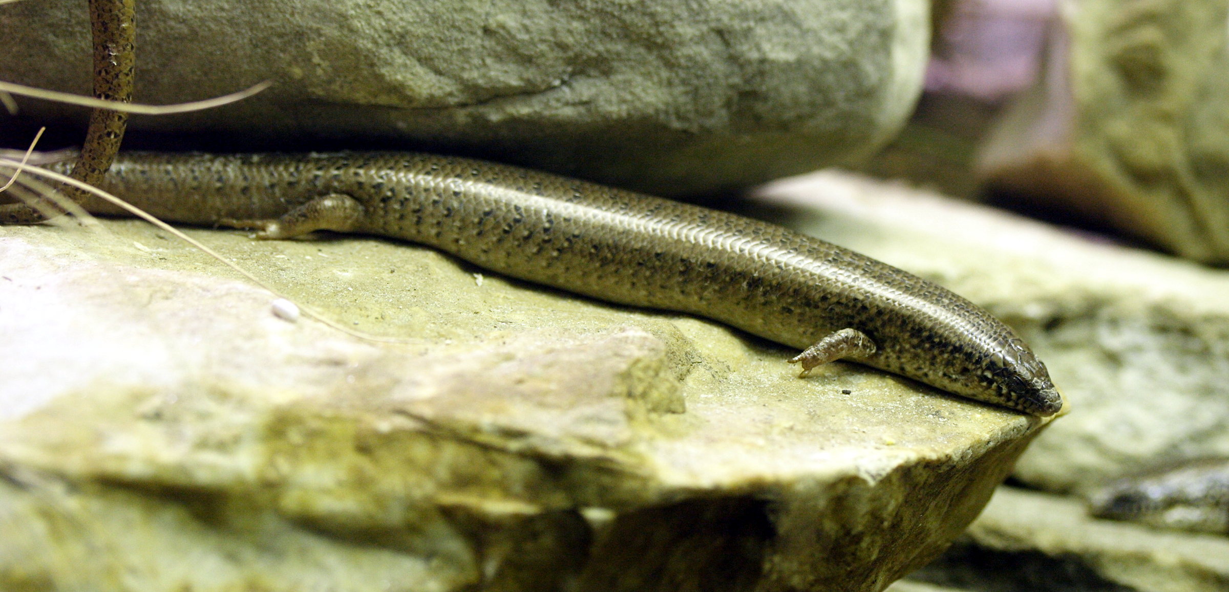 chalcides_ocellatus2md