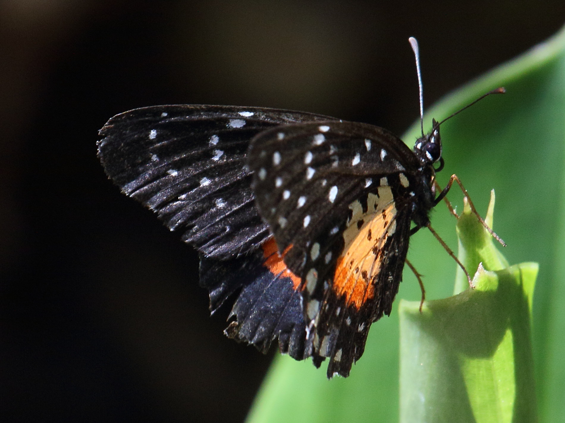 chlosyne_janais_janais1bd