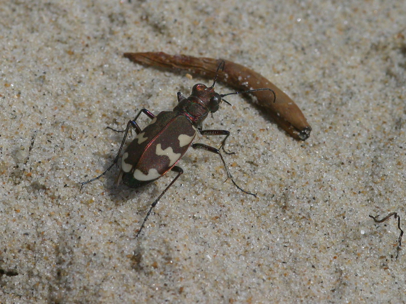 cicindela_maritima1bd