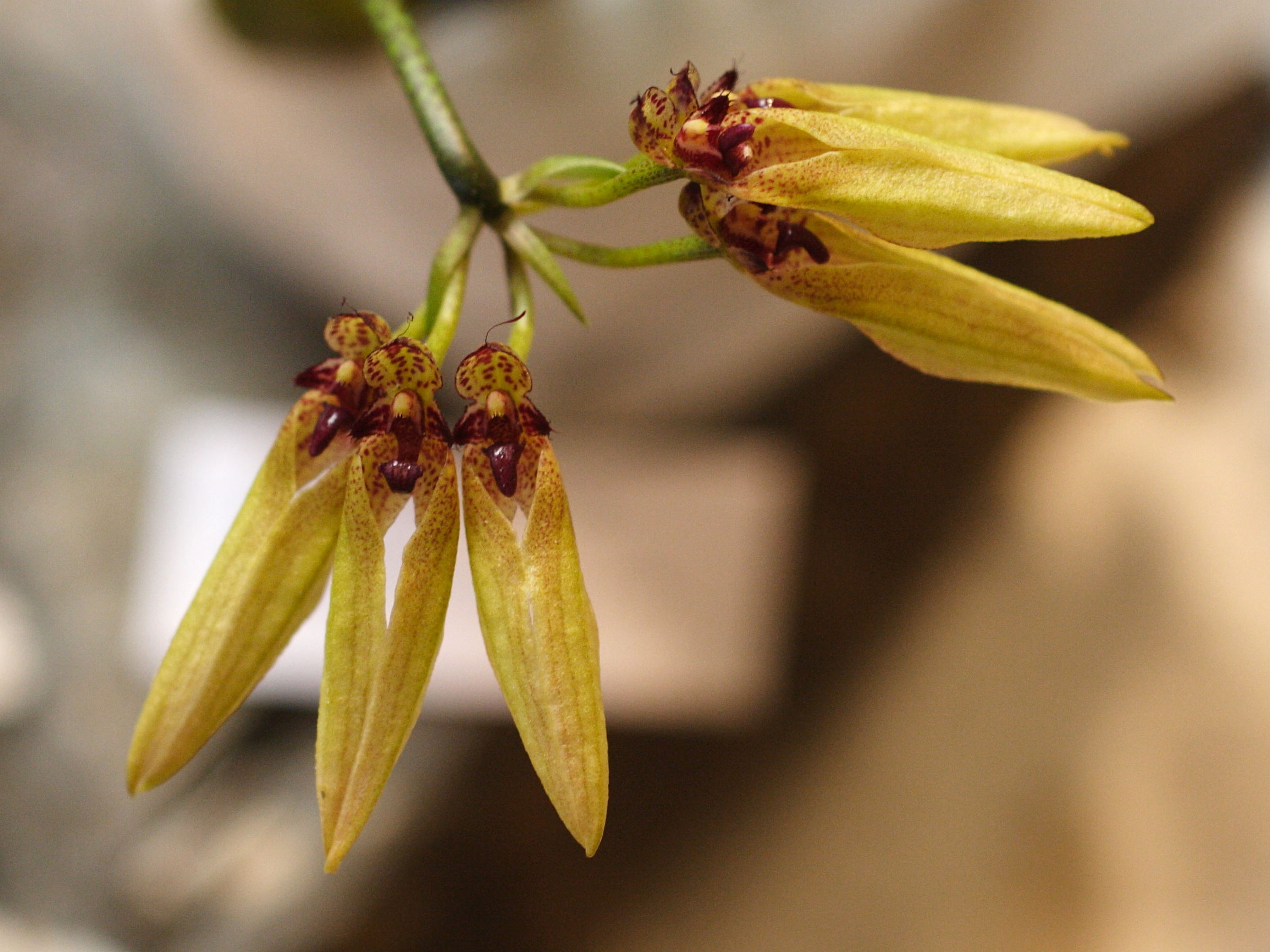 cirrhopetalum_pseudopicturatum2md