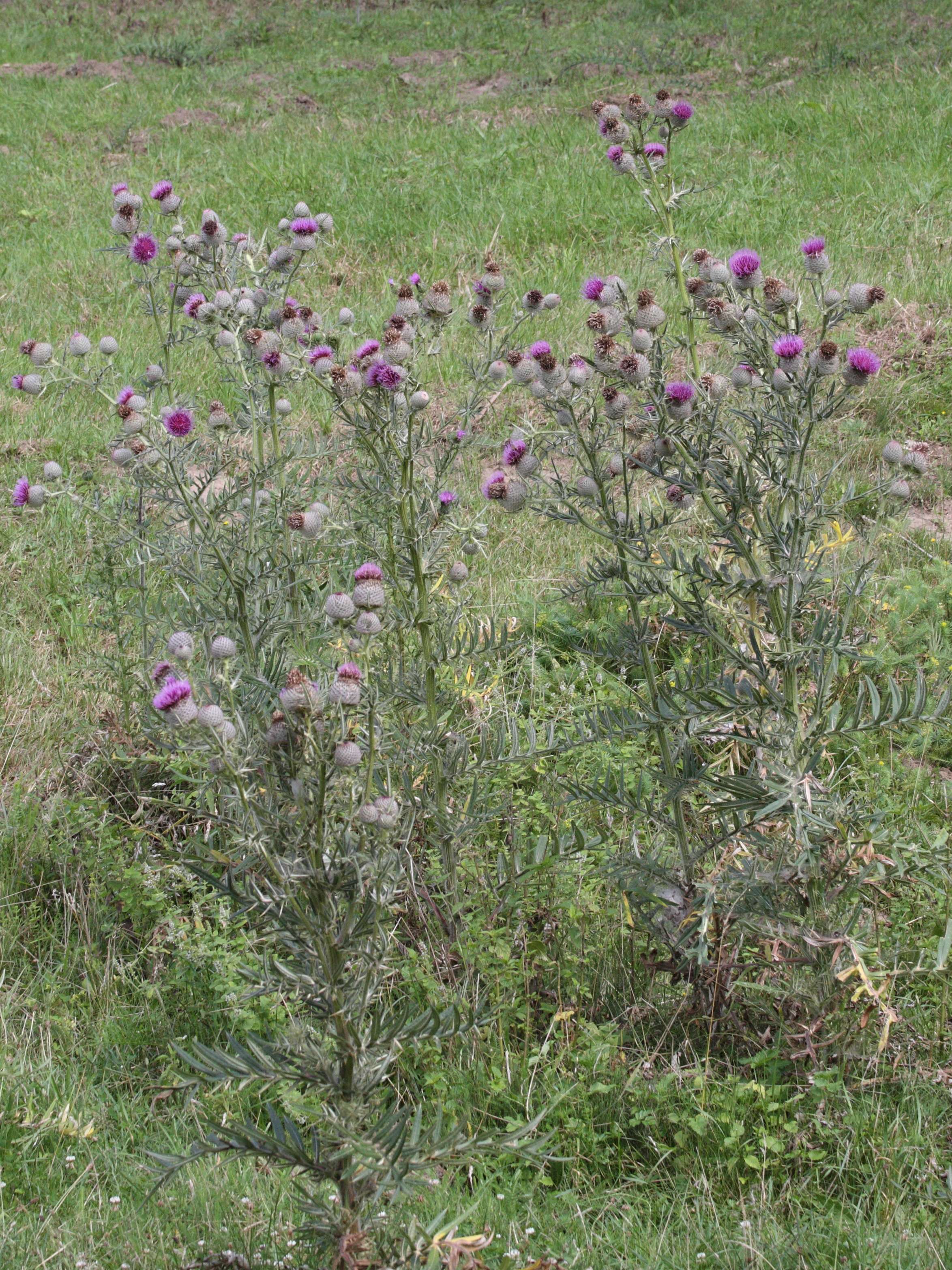 Afficher le média cirsium_eriophorum1md cirsium_eriophorum1md