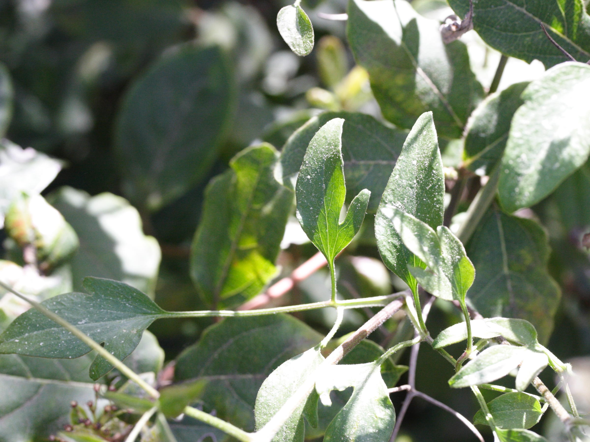 clematis_flammula1md