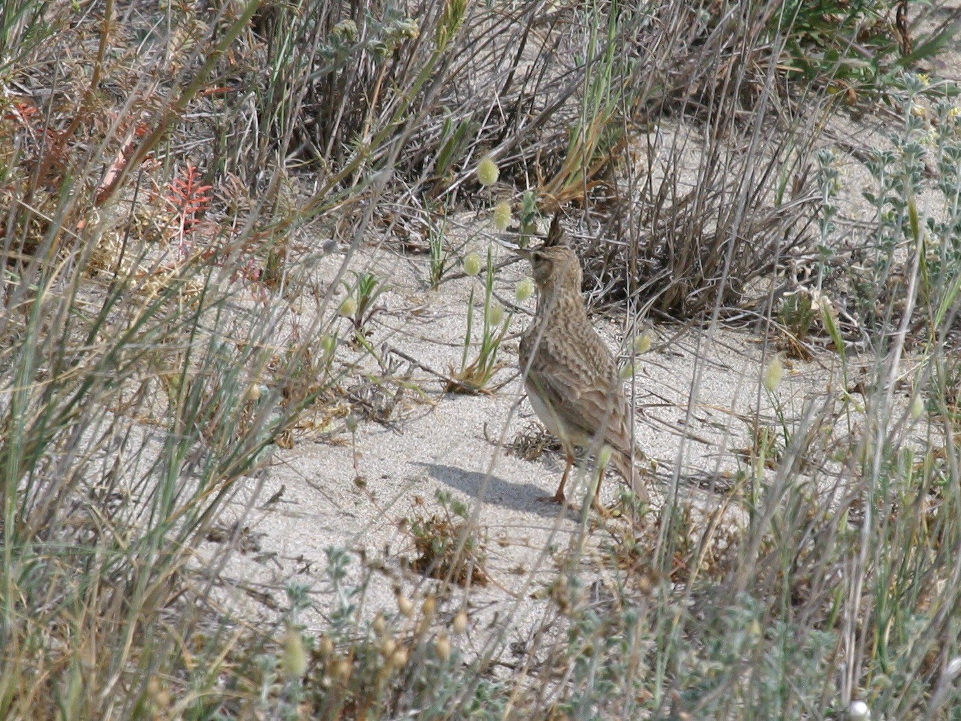 cochevis_huppe_-_galerida_cristata2bd