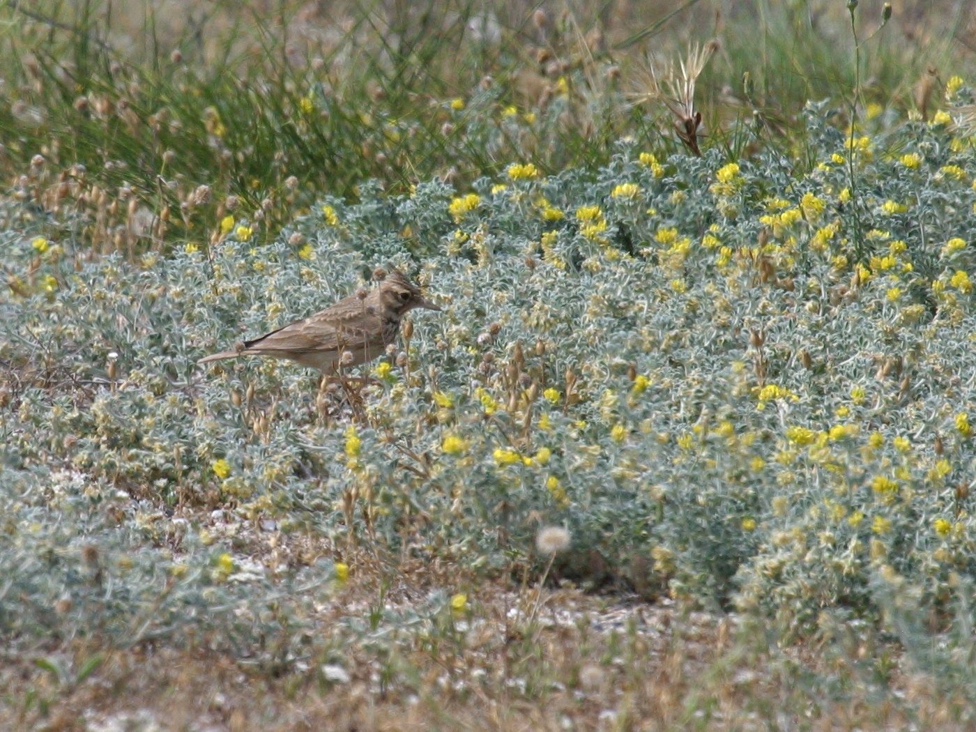 cochevis_huppe_-_galerida_cristata3bd