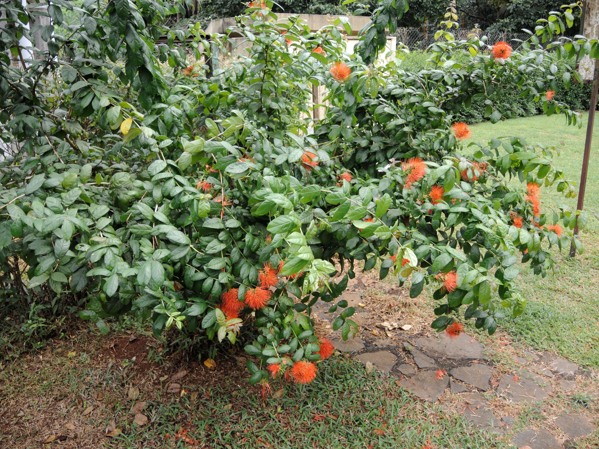 Afficher le média combretum_constrictum1md combretum_constrictum1md