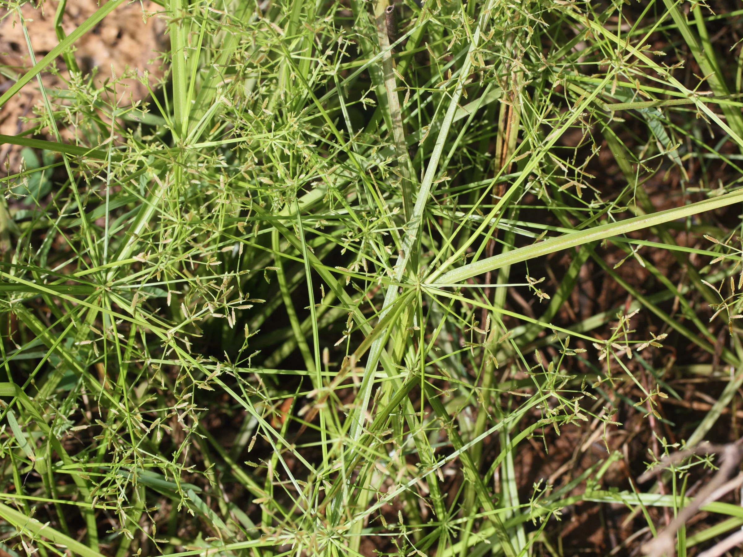 cyperus_involucratus5md