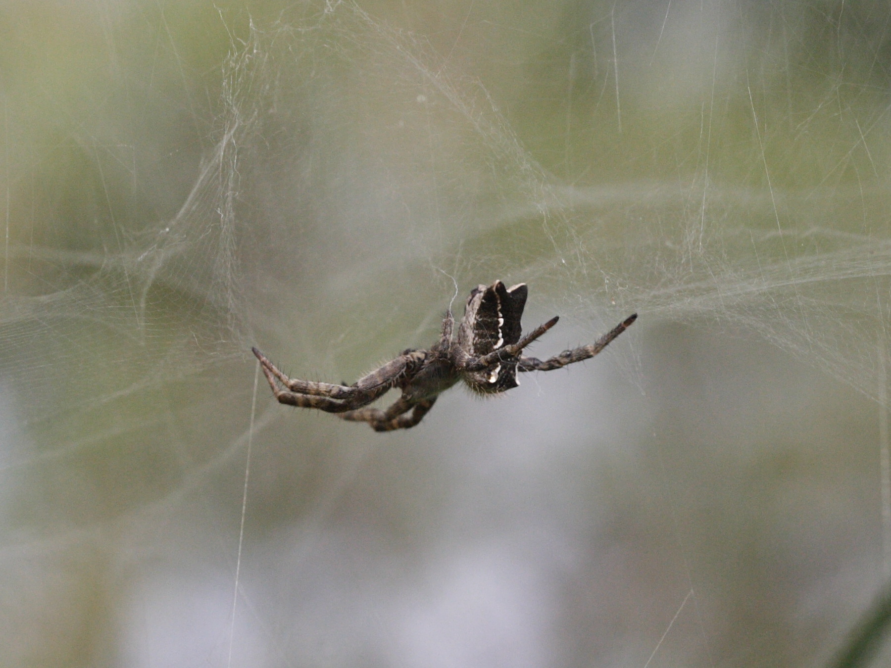 cyrtophora_citricola2bd