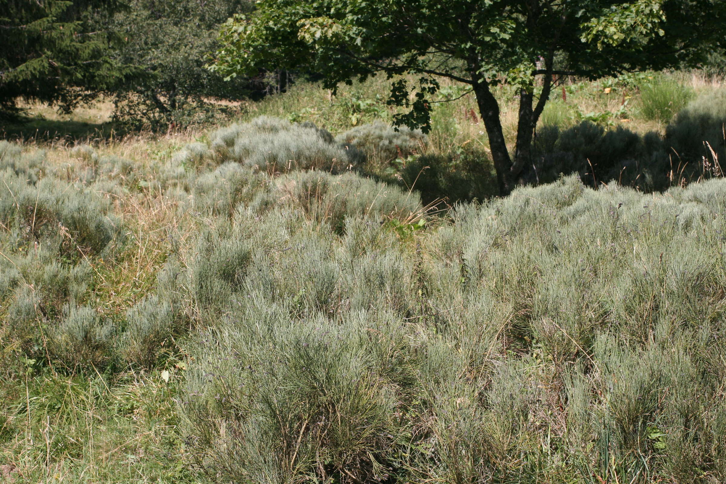 cytisus_oromediterraneus1md