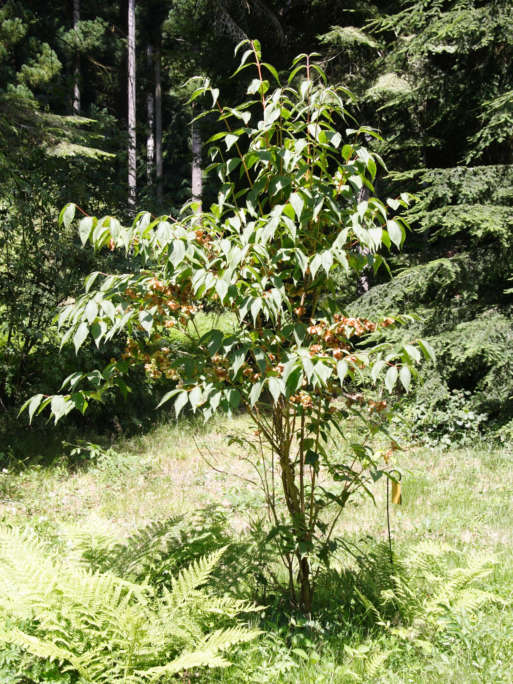 dipelta_floribunda1md