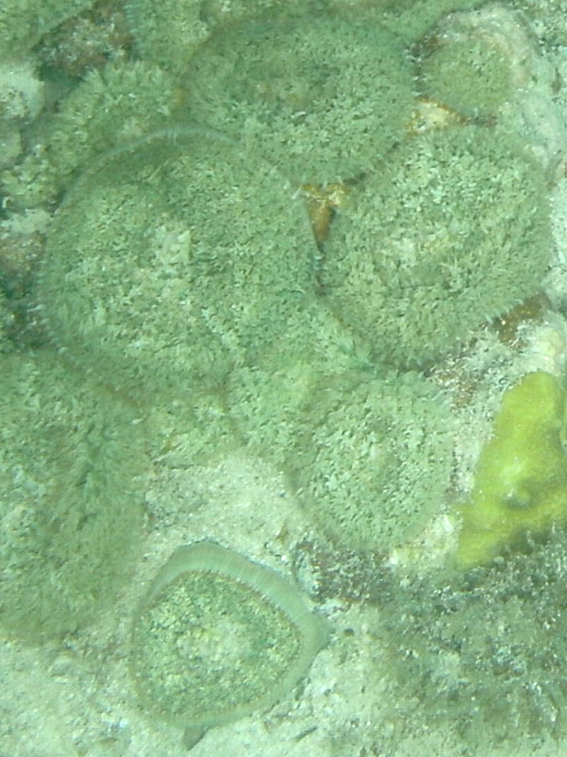 discosoma_neglecta2bd